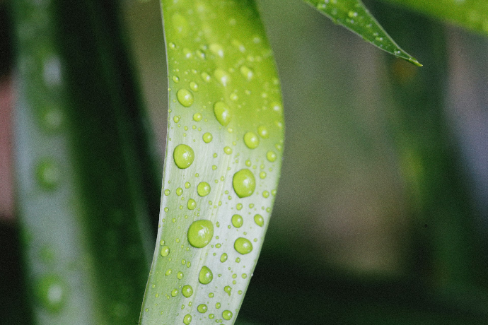 a close up of a leaf